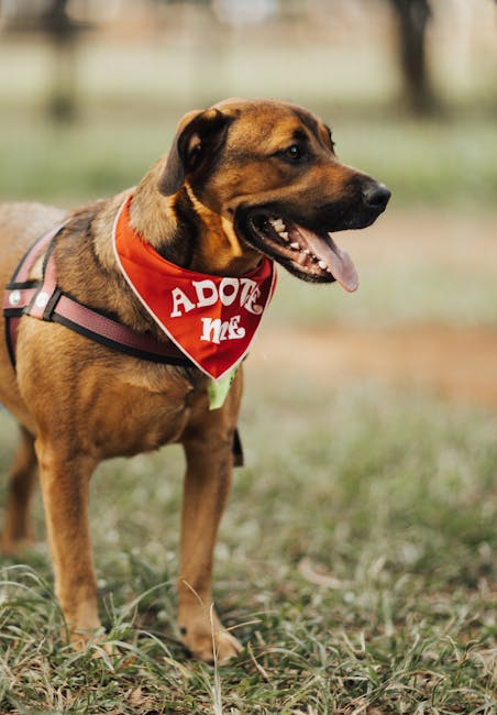 Adoptable dog with red bandana standing in a sunny park, looking lively and friendly.